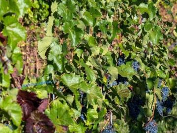 Le Laboratoire Novatech collabore avec le projet européen GrapeBreed4IPM qui vise à proposer à la viticulture des solutions durables et plus respectueuses de...