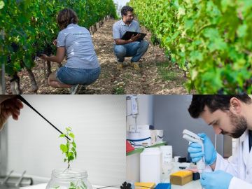 Le Laboratoire Novatech dispose de compétences uniques entièrement dédiées à la vigne pour contribuer à l'amélioration du matériel végétal et permettre à la...