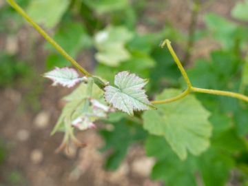 Tout l'été, nos équipes restent disponibles pour effectuer vos analyses d'identification variétale🔬🌿
Les apex de vos vignes sont le matériel idéal pour ces...