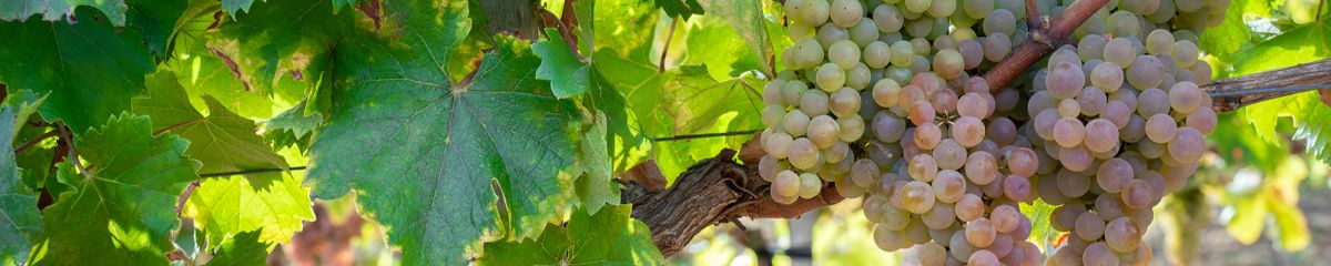 Vigne de Nathy-Sauvignac