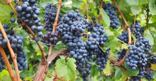 Cabernet Franc Unik