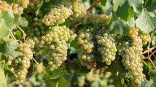 Chenin clone 1286