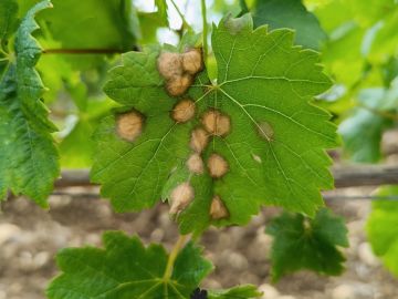 🌦️ La météo et la résistance de nos vignes ! 🌿
 
La météo humide de ces derniers mois a favorisé l'apparition de maladies dans les vignobles, telles que le...