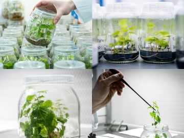 🌟 La culture in vitro de la vigne - découvrez cette semaine un axe majeur de recherche de notre laboratoire ! 🌱✨
 
Saviez vous que nous cultivons la vigne in...