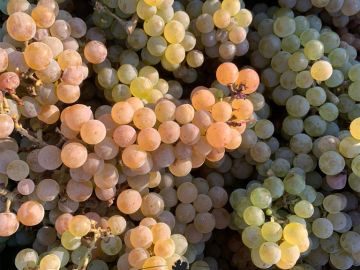 🍇 Premier jour de vendanges expérimentales ! 🌿
Cette semaine marque le début des vendanges pour les variétés du programme NATHY de création variétale. En...