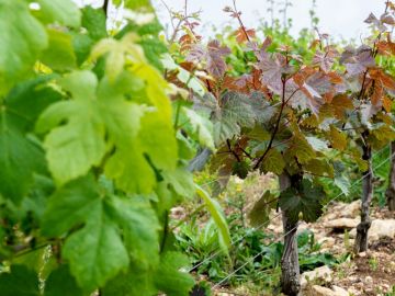 🔬 Identification variétale : la précision au service de votre vigne !
Besoin de certifier l'identité d'un cépage ou d'un porte-greffe ? Le laboratoire...